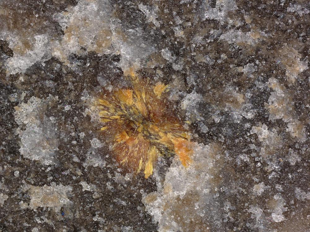 Scheuchzerite